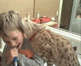 2707_un_chat_tres_affectueux