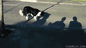 2711_un_chien_attaque_les_ombres