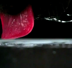 2731_gros_plan_sur_la_methode_de_boire_du_chat