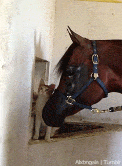 tumblr_mfsgac1H3q1qbxi45o2_r2_250