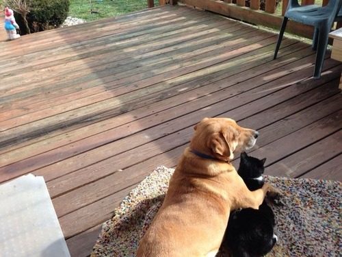 tumblr_mgscd5zpX11qa6z3eo1_500