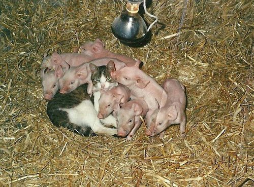 tumblr_mhp1paewK81r38hk2o1_500