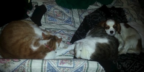 tumblr_mhx3uplHxU1qd8zdmo1_500