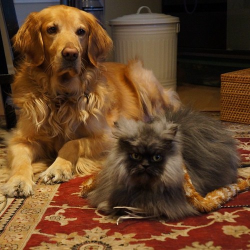 tumblr_mi2pdjuCDS1qa6z3eo1_500