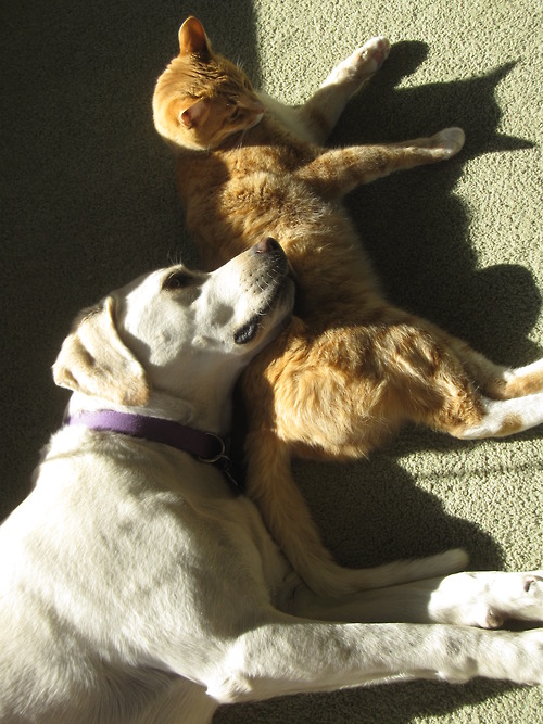 tumblr_mit33igWA01qd8zdmo1_500