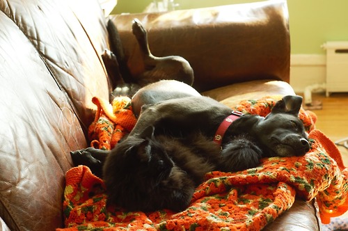 tumblr_mjcogv9qA81qd8zdmo1_500