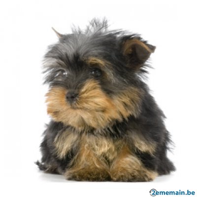 56168977_5-yorkshire-terrier