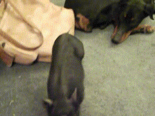 2oici-un-cochon-qui-saute-par-dessus-un-chien-dune-drôle-de-manière