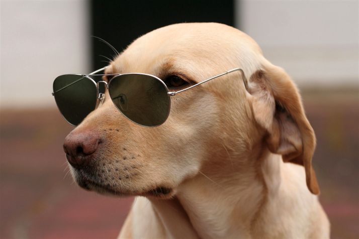 27181-pets-dog-comic-lunette-moustache