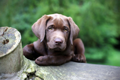 29719-american-chesapeake-bay-retriever-dog-puppy-moustache-black-ear-hair-420x280