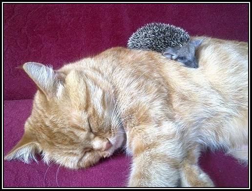 4C91D5CC49B443188BDC4D568CC53175@PCMARIENICOLE588888