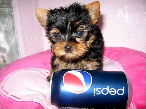 akc-enregistres-tasse-yorkshire-terrier-pour-adoption-free-marktgigant1