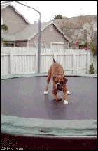 4Un-chien-heureux-fait-de-la-trampoline