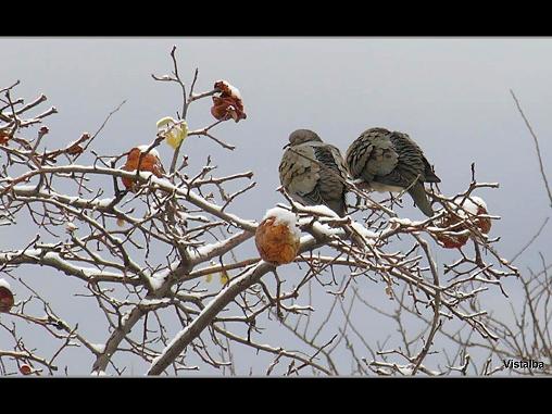 Carlos Alberto Bau 1