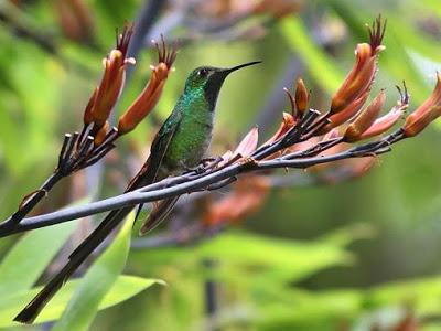 Carlos Alberto Bau 3