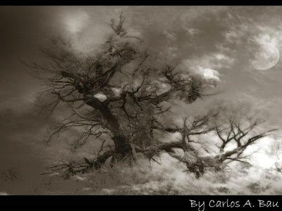 Carlos Alberto Bau 7