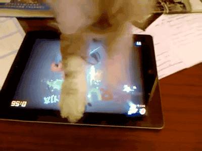 7_chat-qui-joue-sur-tablette-à-fruit-ninja