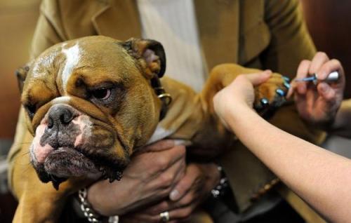 animaux-insolites-3-e1433151613671