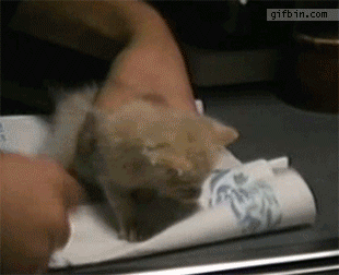 17_Un-chaton-très-excité-de-boire-du-lait