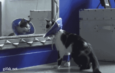 24_Un-chat-est-surpris-par-un-miroir
