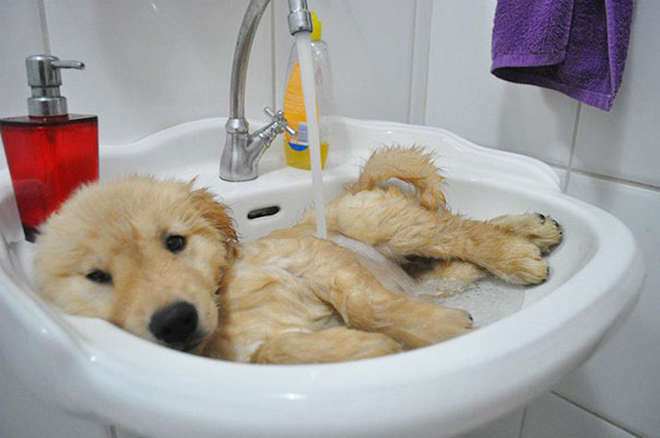 animals-taking-bath-291__605-L_jpg