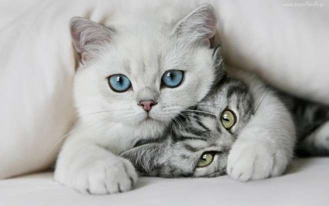 funny-quite-animal-pics-pictures-images-photos-1-600x375-L_jpg