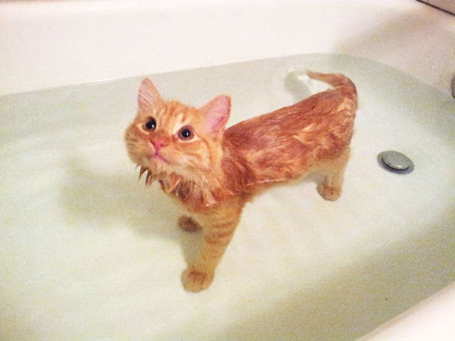 XX-animals-that-enjoys-taking-a-bath-8__605-L_jpg