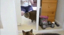29_Un-chat-attaque-son-image-dans-le-miroir