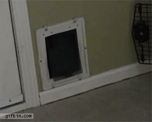 chat-obese-peine-a-entré-dans-lma-porte