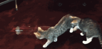 deux-chjat-avec-un-tube-un-entre-dedans