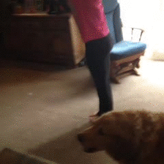 Ce-chien-la-est-en-manque-de-tendresse-il-serait-temps-de-lui-trouver-une-copine