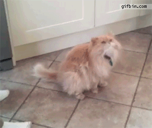 un-chat-ne-sait-pas-comment-reagir