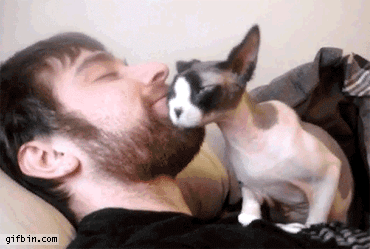 un-chat-se-gratte-sur-la-barbe-dun-homme