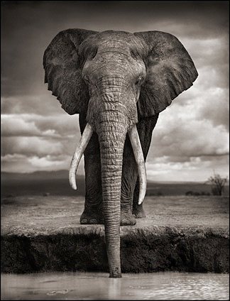 elephant_drinking