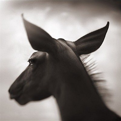kudu-against-sky-laikipia-2003-nick-brandt